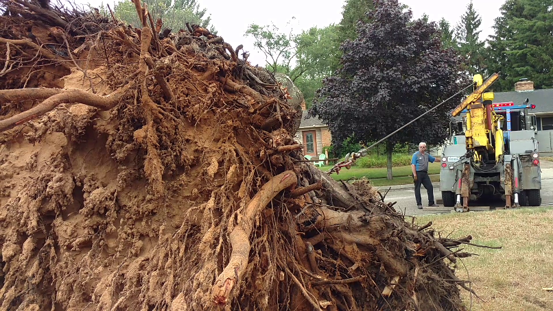 Stump removal